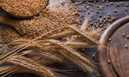 India’s shipment of wheat to Afghanistan via Pakistan to begin next week